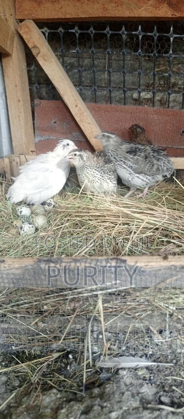 Quail Eggs - thumbnail 6