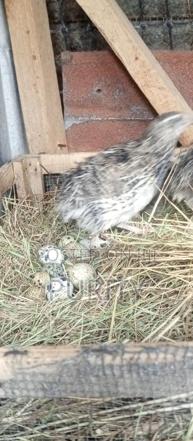 Quail Eggs - thumbnail 5