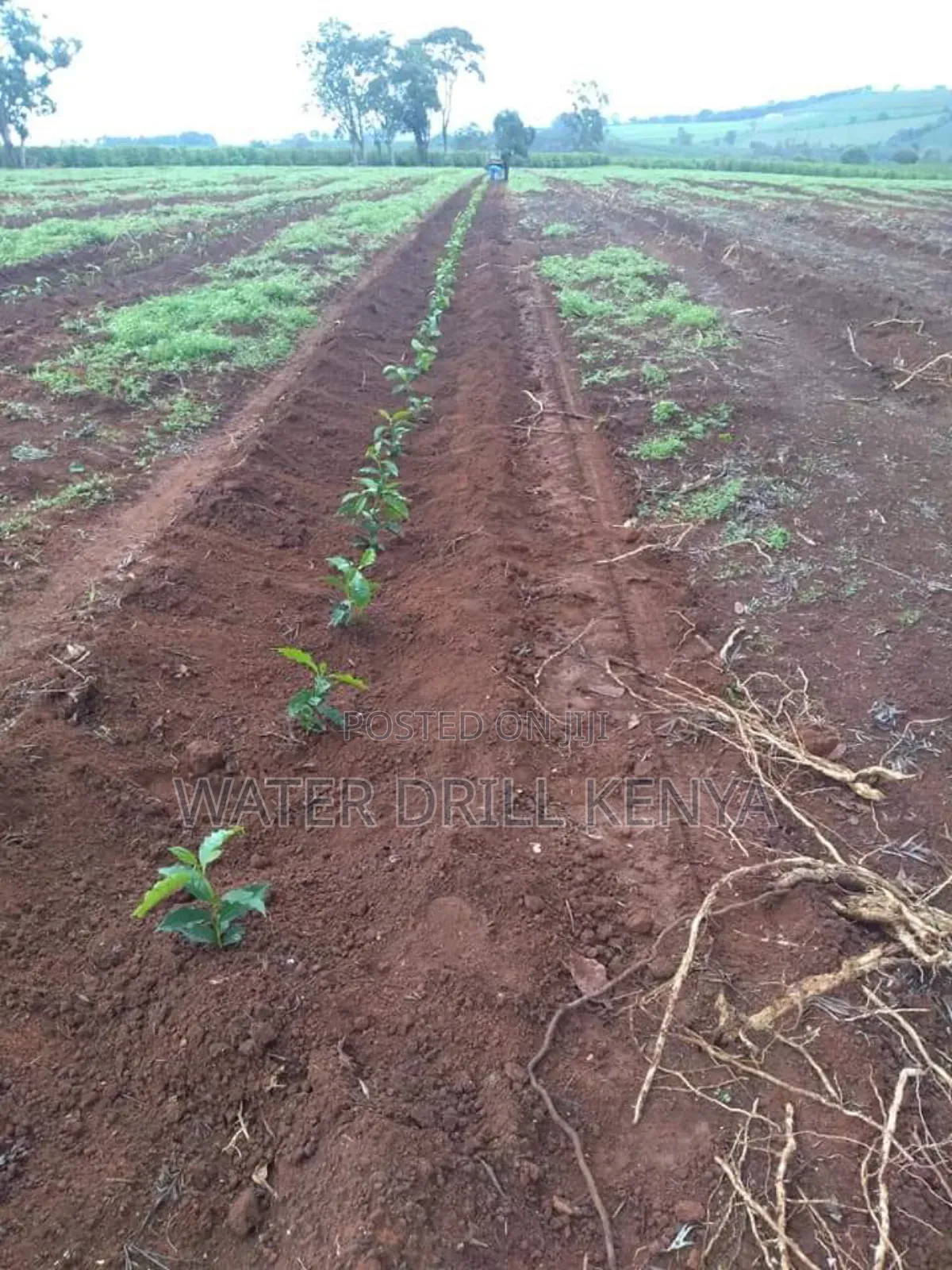 Seedlings Raisers Kenya