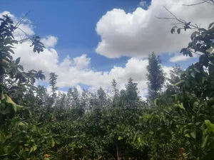 Seedlings Raisers Kenya