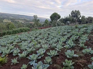 Seedlings Raisers Kenya