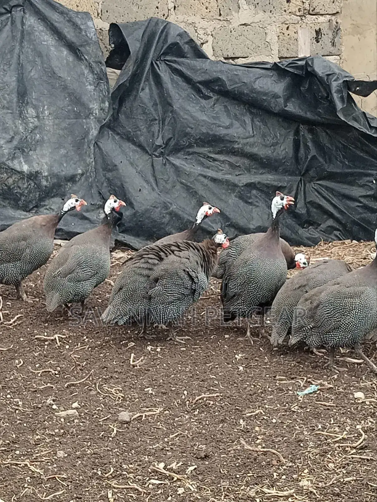 Mature Guinea Fowl - Kanga