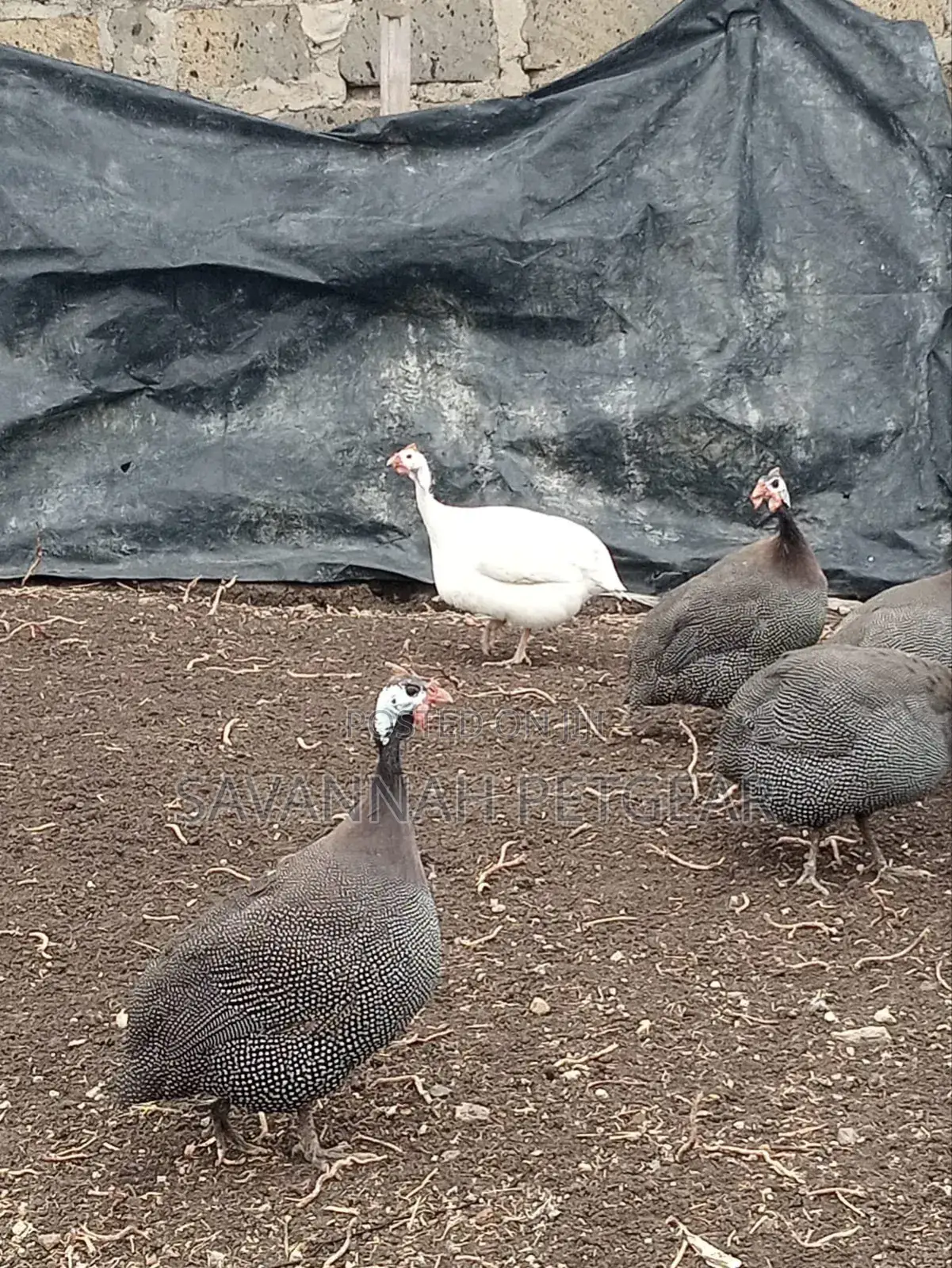 Mature Guinea Fowl - Kanga