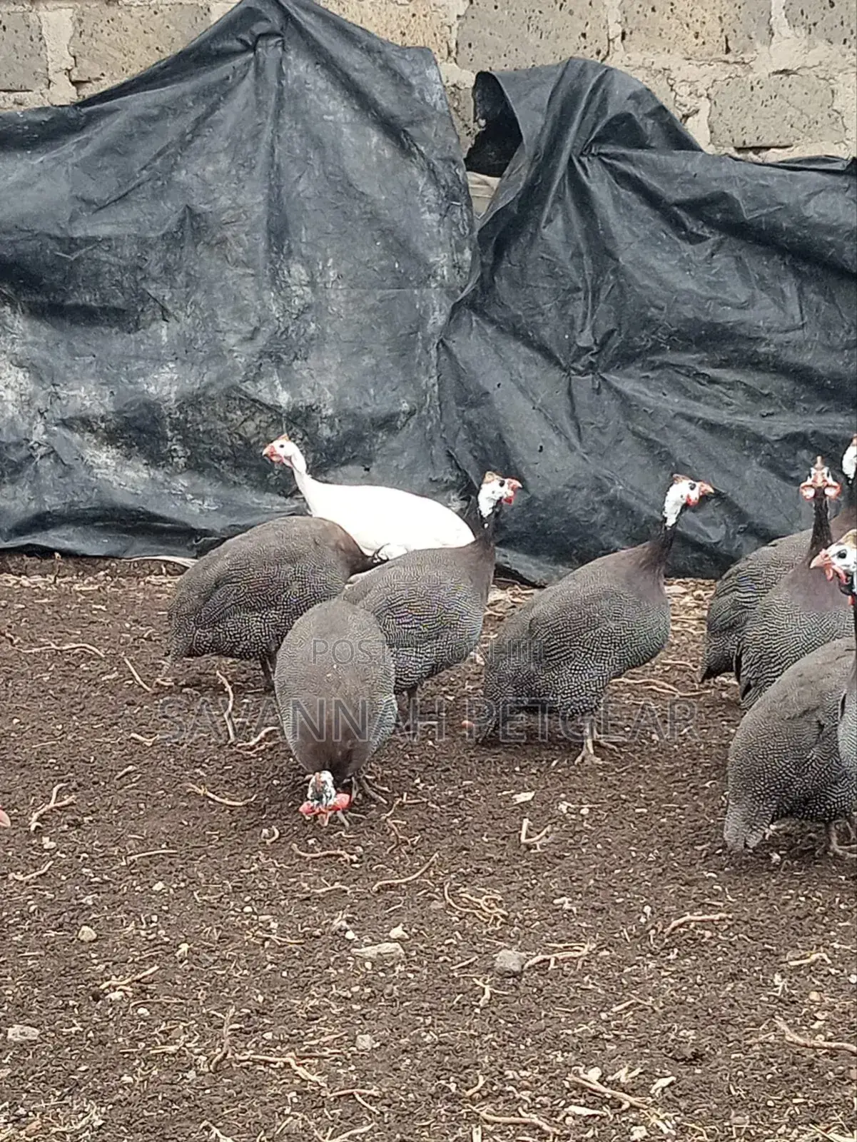 Mature Guinea Fowl - Kanga