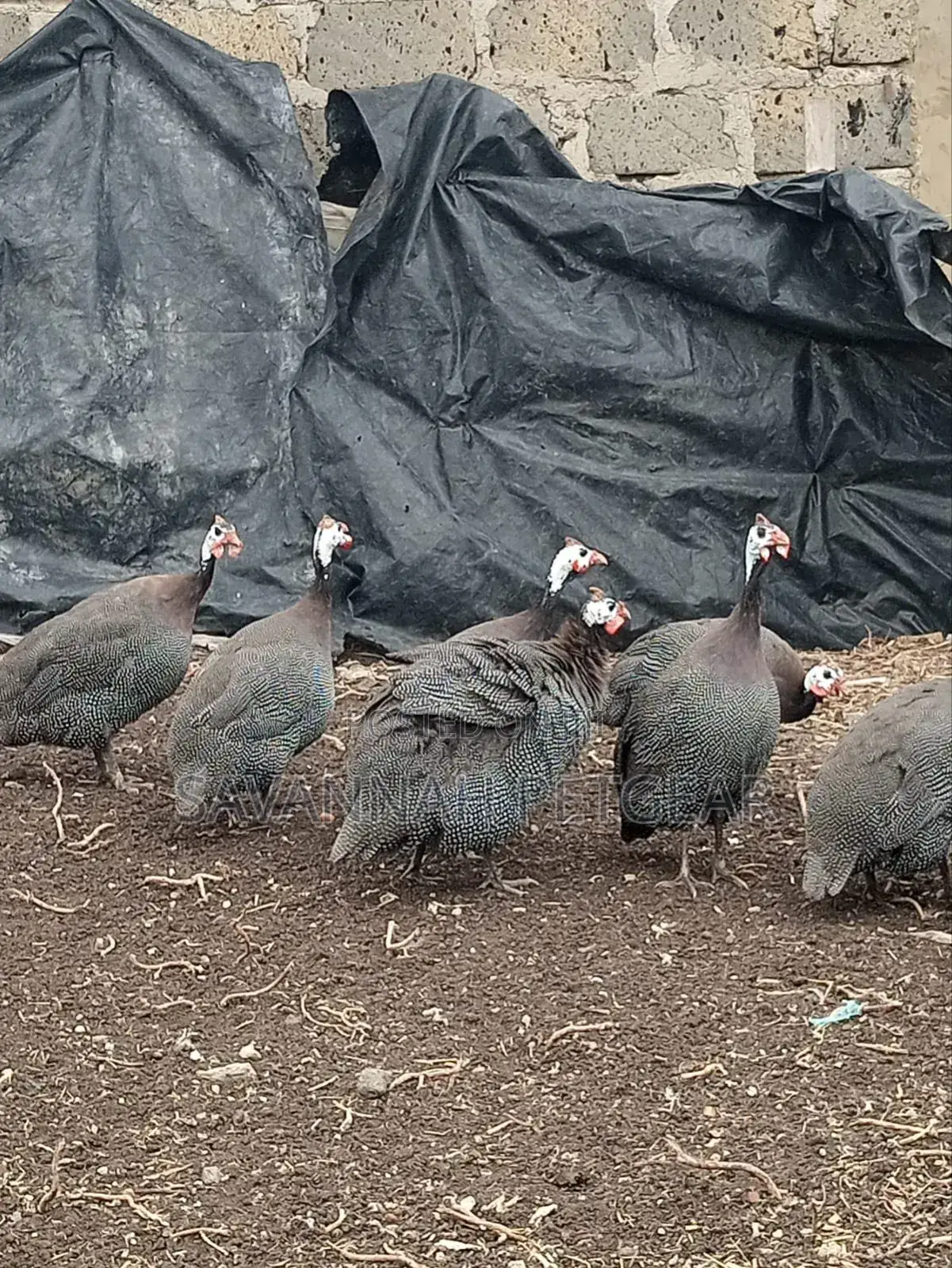 Mature Guinea Fowl - Kanga