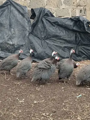 Mature Guinea Fowl - Kanga