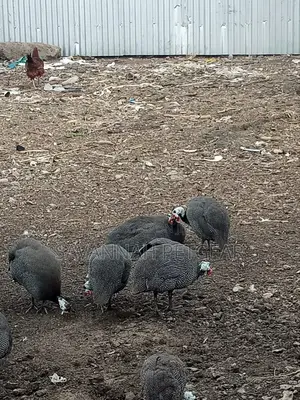 Mature Guinea Fowl - Kanga