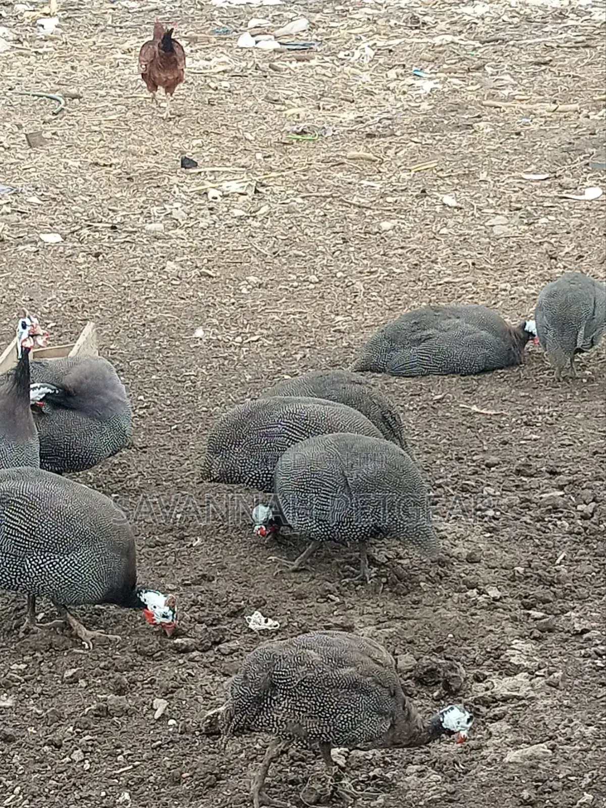 Mature Guinea Fowl - Kanga