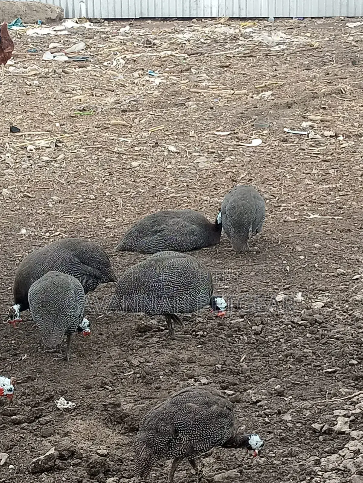 Mature Guinea Fowl - Kanga