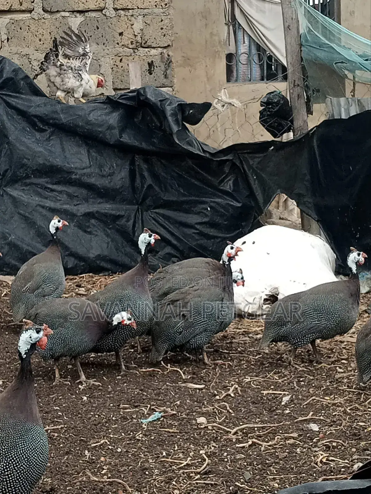 Mature Guinea Fowl - Kanga