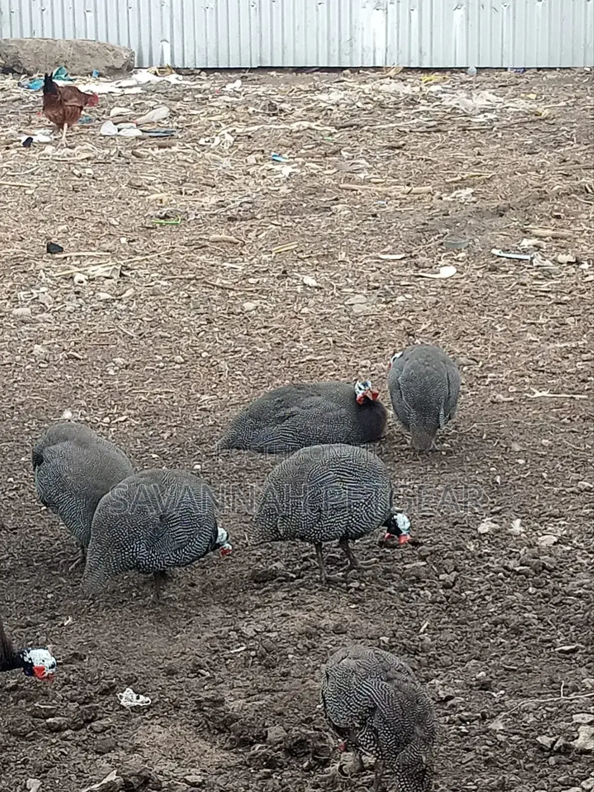 Mature Guinea Fowl - Kanga