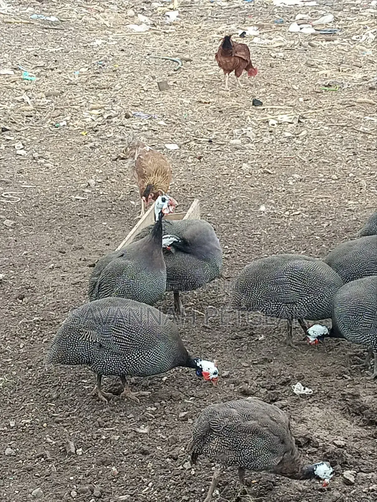 Mature Guinea Fowl - Kanga