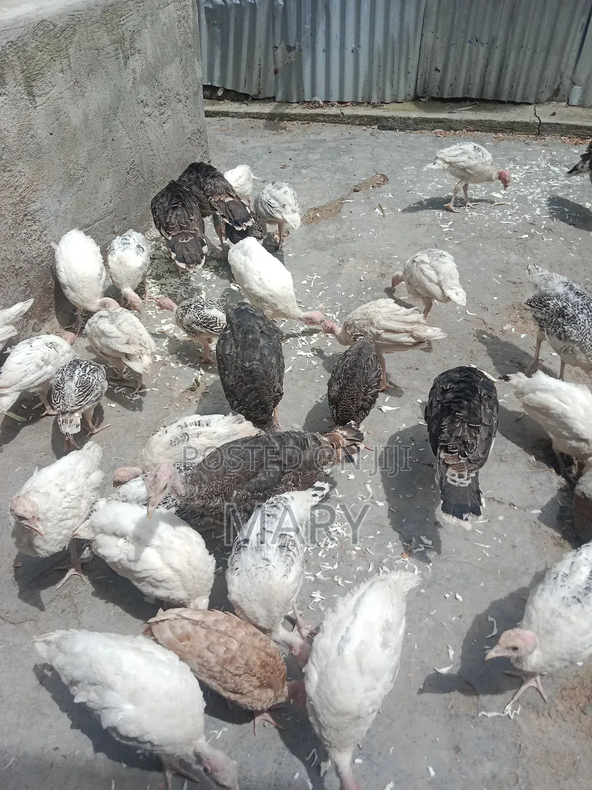 Turkeys Poults