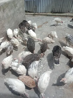 Turkeys Poults