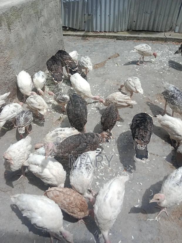 Turkeys Poults - main view