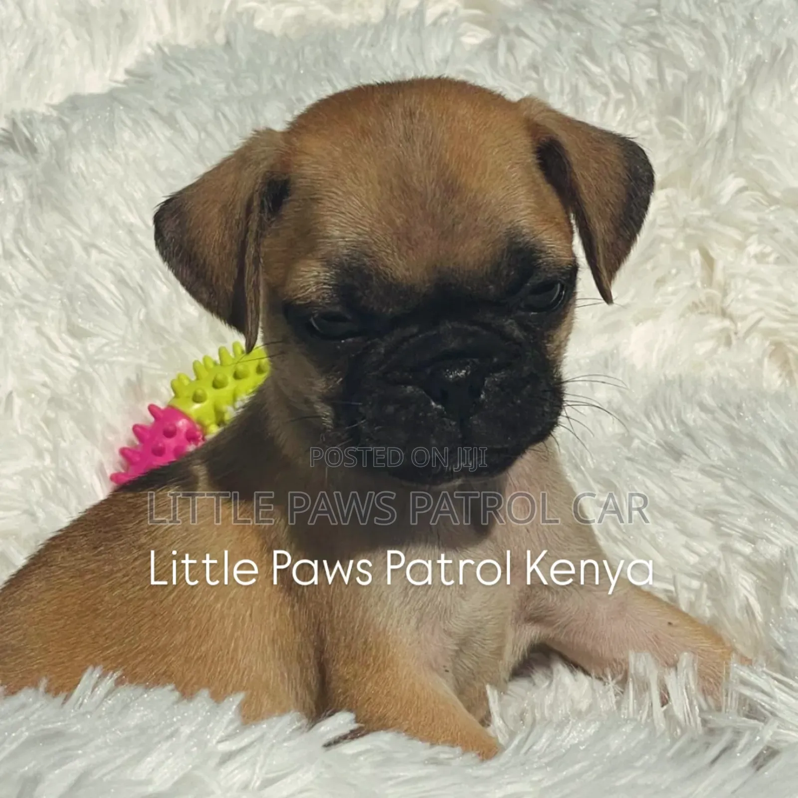 1-3 months Male Purebred Pug