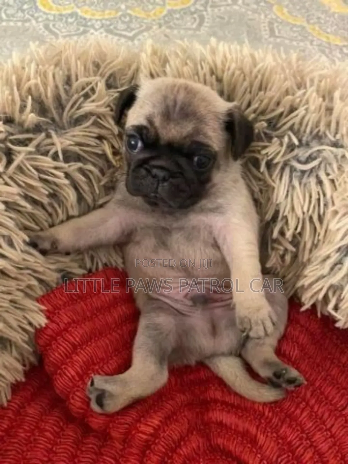 1-3 months Male Purebred Pug