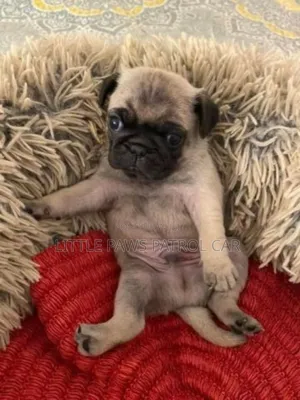 1-3 months Male Purebred Pug