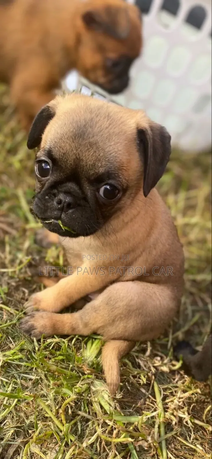 1-3 months Male Purebred Pug