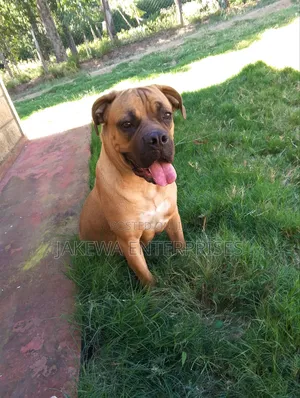 6-12 months Female Purebred Boerboel