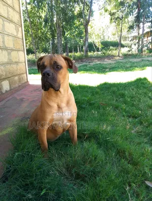 6-12 months Female Purebred Boerboel