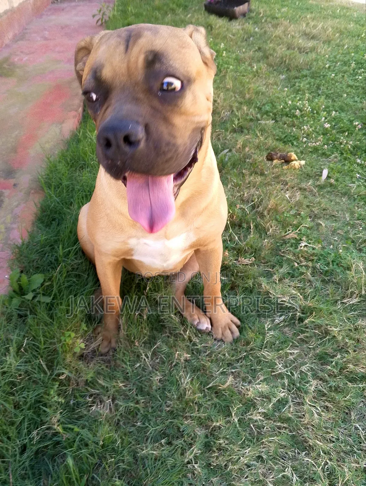 6-12 months Female Purebred Boerboel