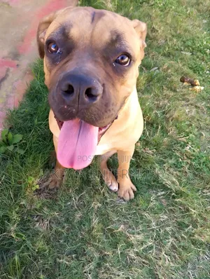 6-12 months Female Purebred Boerboel