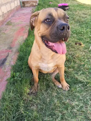 6-12 months Female Purebred Boerboel
