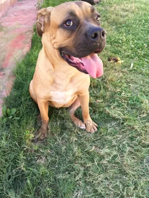 6-12 months Female Purebred Boerboel