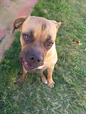 6-12 months Female Purebred Boerboel