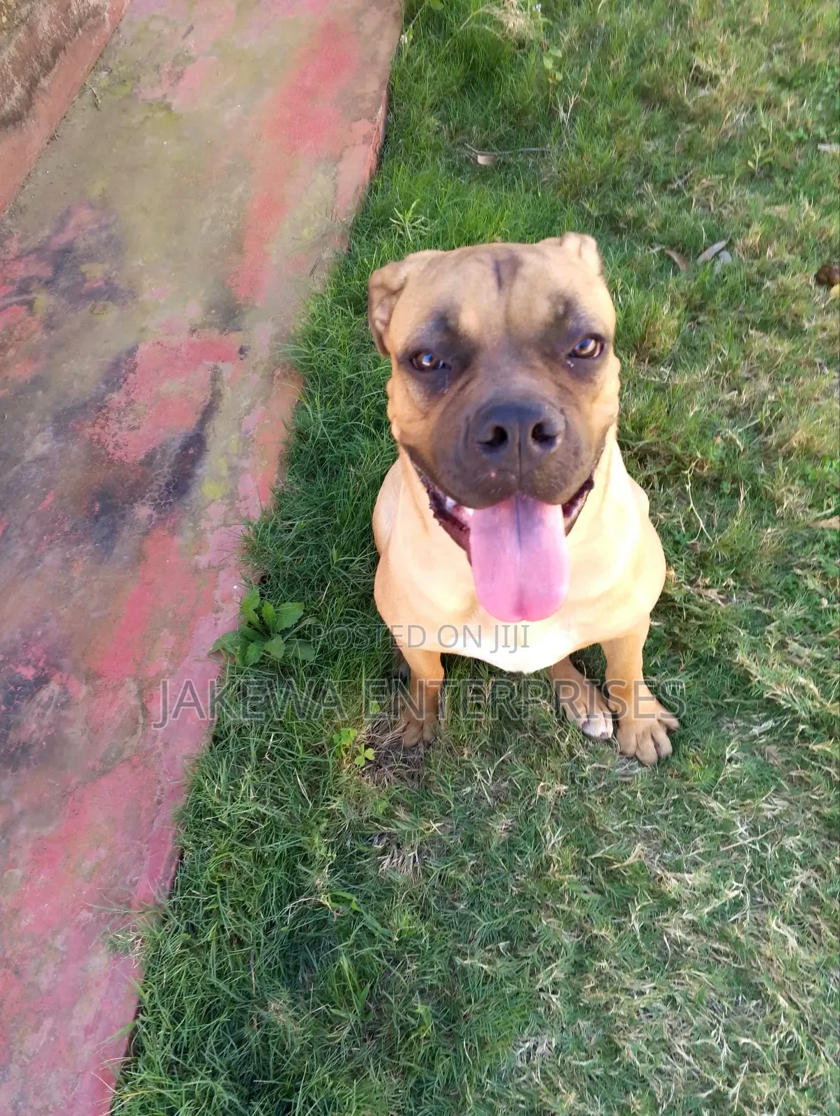 6-12 months Female Purebred Boerboel