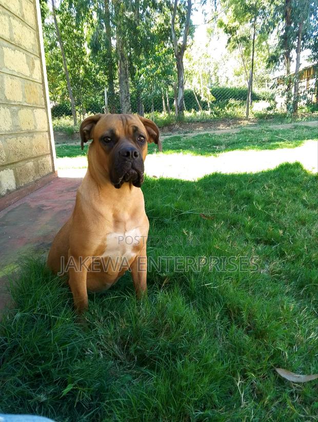 6-12 months Female Purebred Boerboel