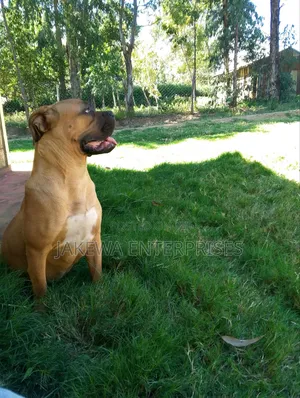 6-12 months Female Purebred Boerboel