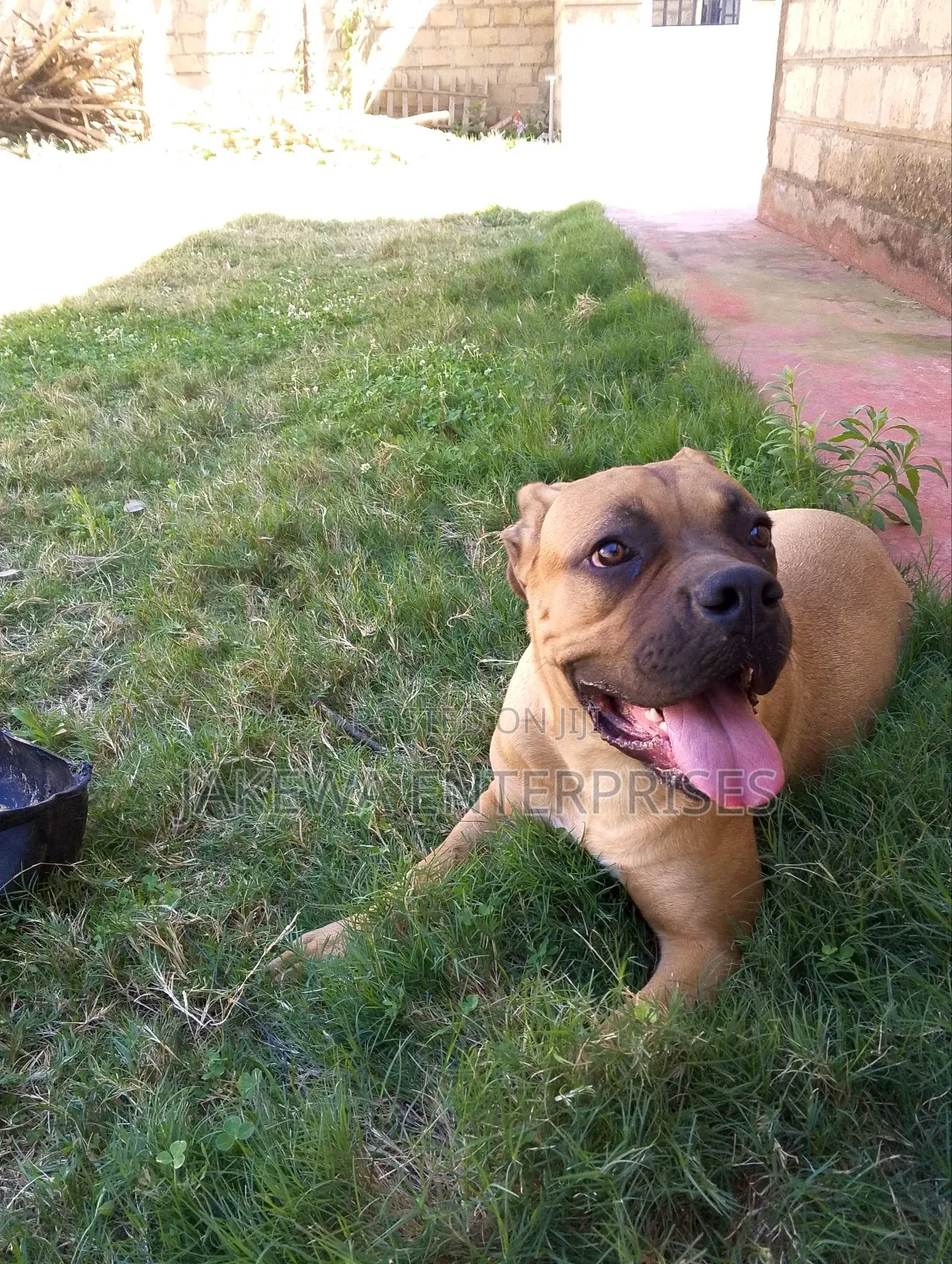 6-12 months Female Purebred Boerboel