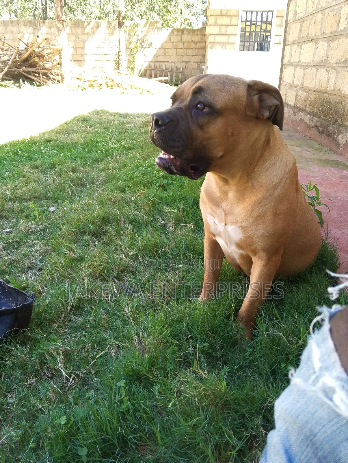 6-12 months Female Purebred Boerboel