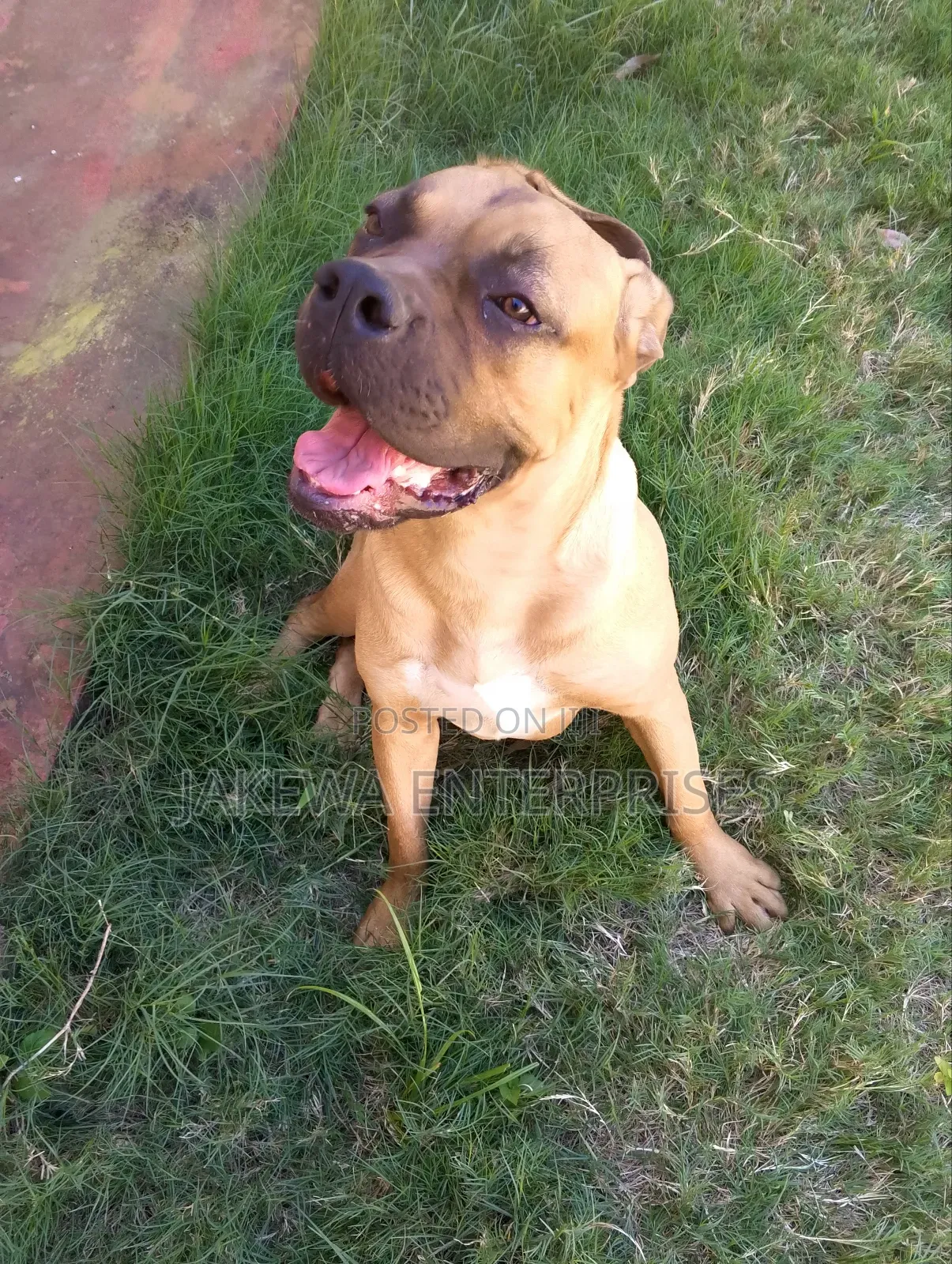 6-12 months Female Purebred Boerboel