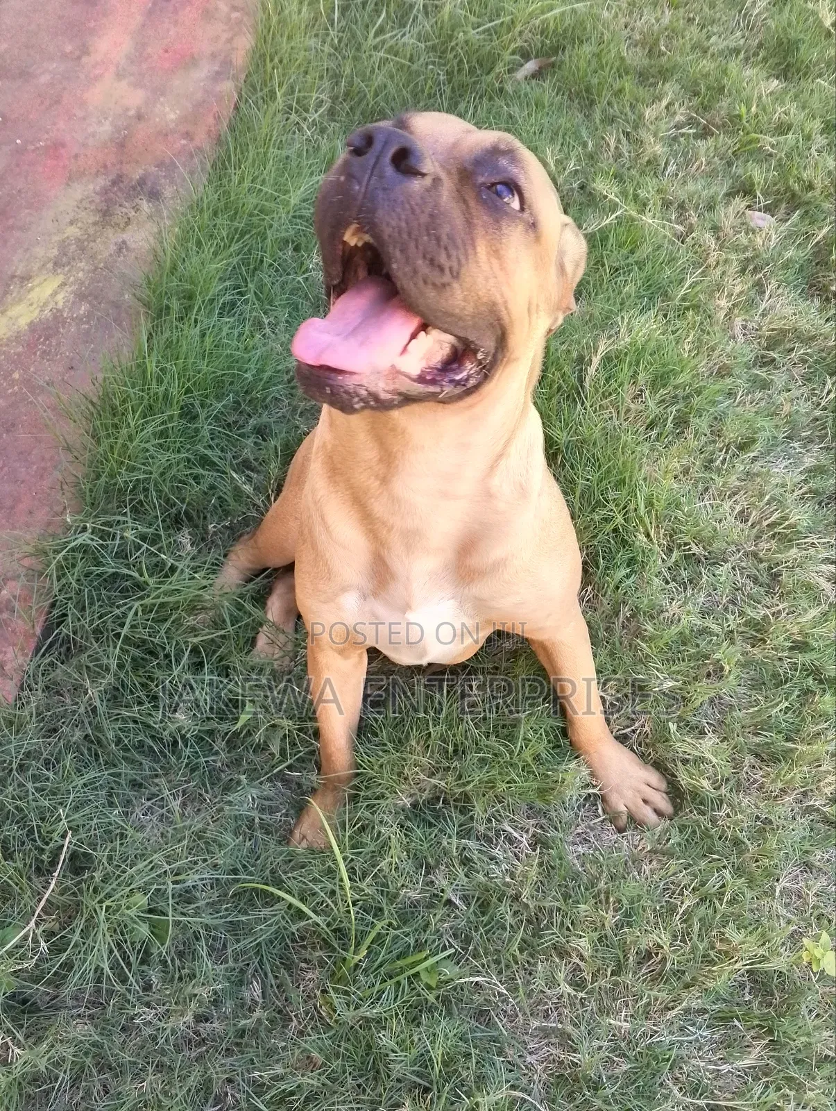 6-12 months Female Purebred Boerboel