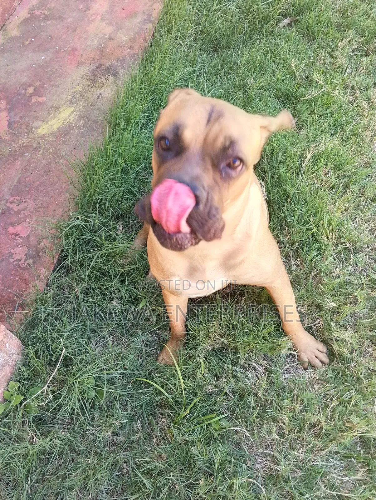 6-12 months Female Purebred Boerboel