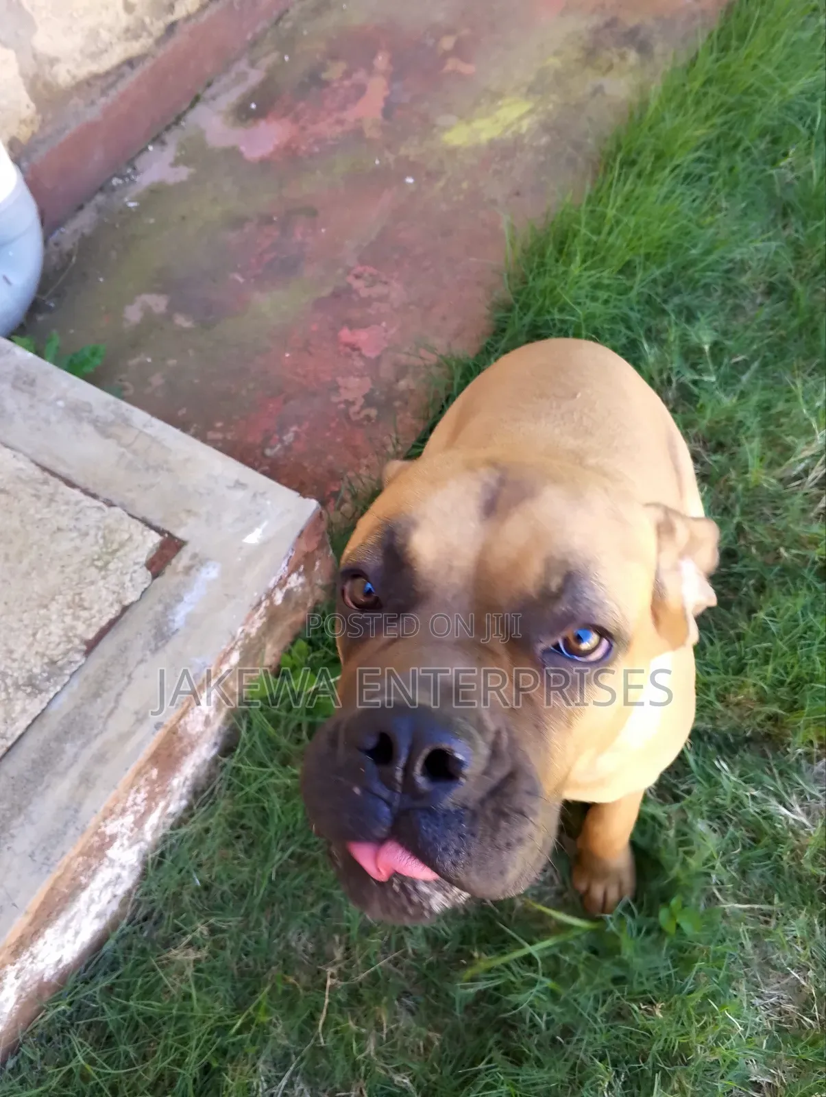 6-12 months Female Purebred Boerboel