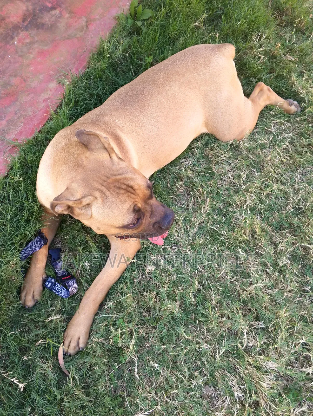 6-12 months Female Purebred Boerboel