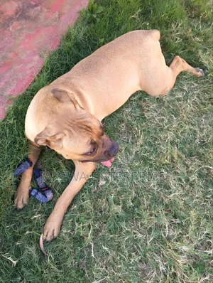 6-12 months Female Purebred Boerboel