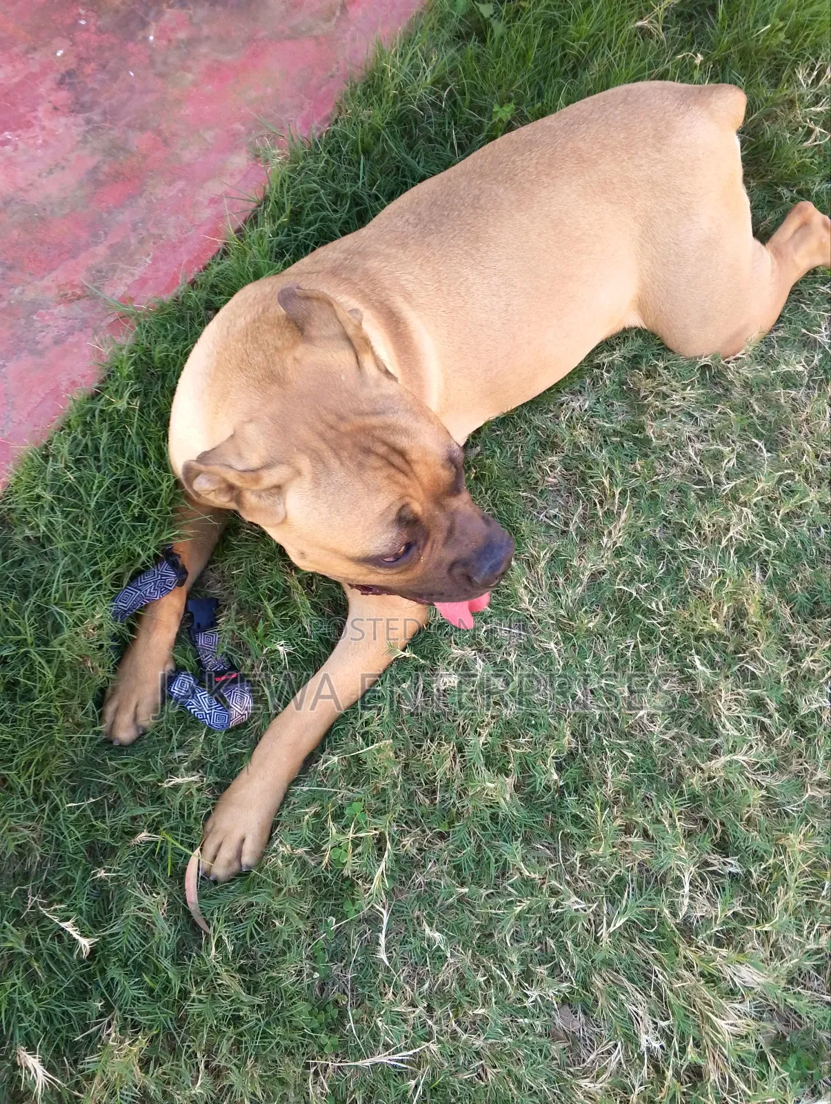 6-12 months Female Purebred Boerboel