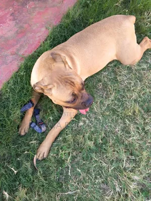 6-12 months Female Purebred Boerboel