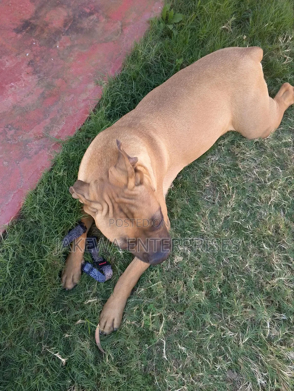 6-12 months Female Purebred Boerboel