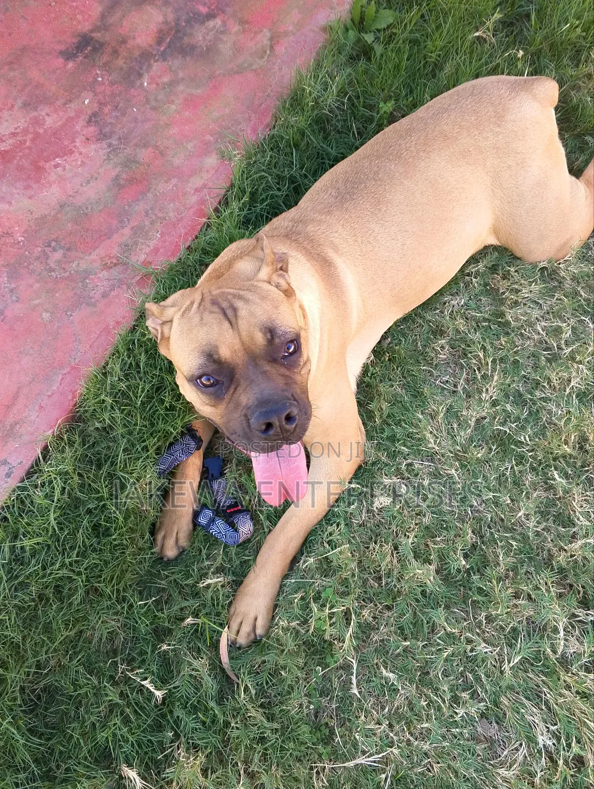 6-12 months Female Purebred Boerboel
