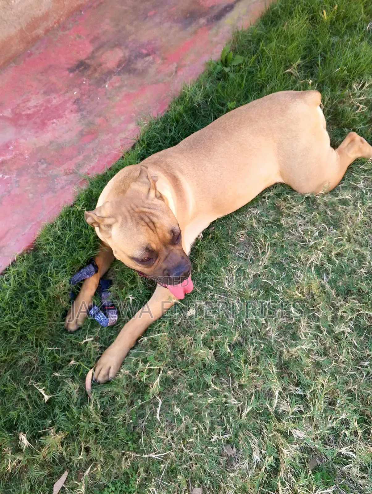 6-12 months Female Purebred Boerboel