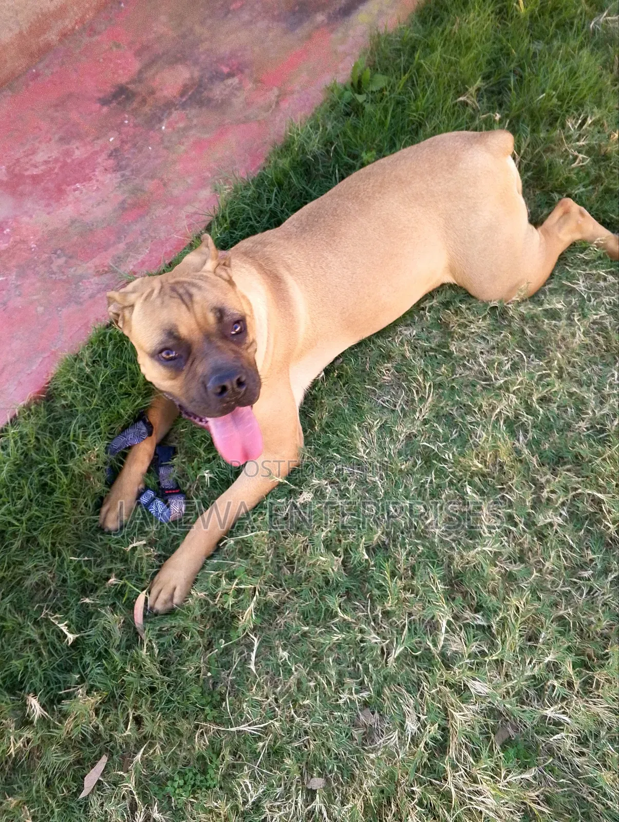 6-12 months Female Purebred Boerboel