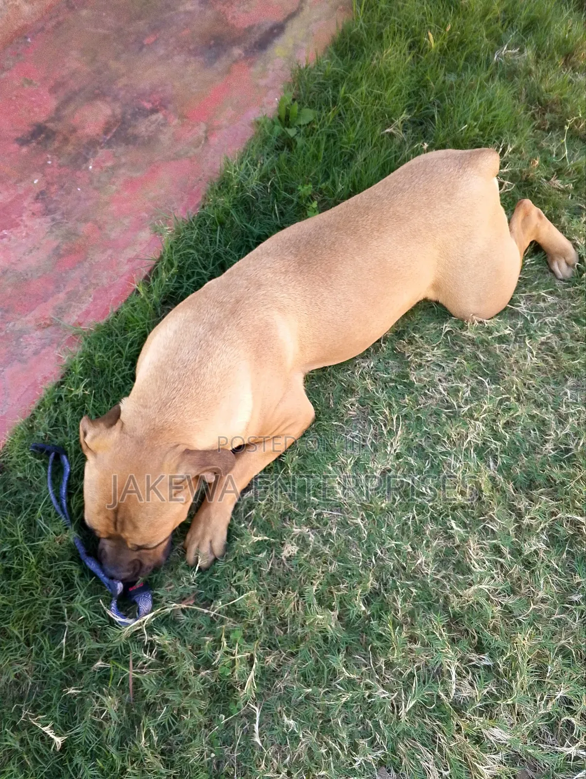 6-12 months Female Purebred Boerboel