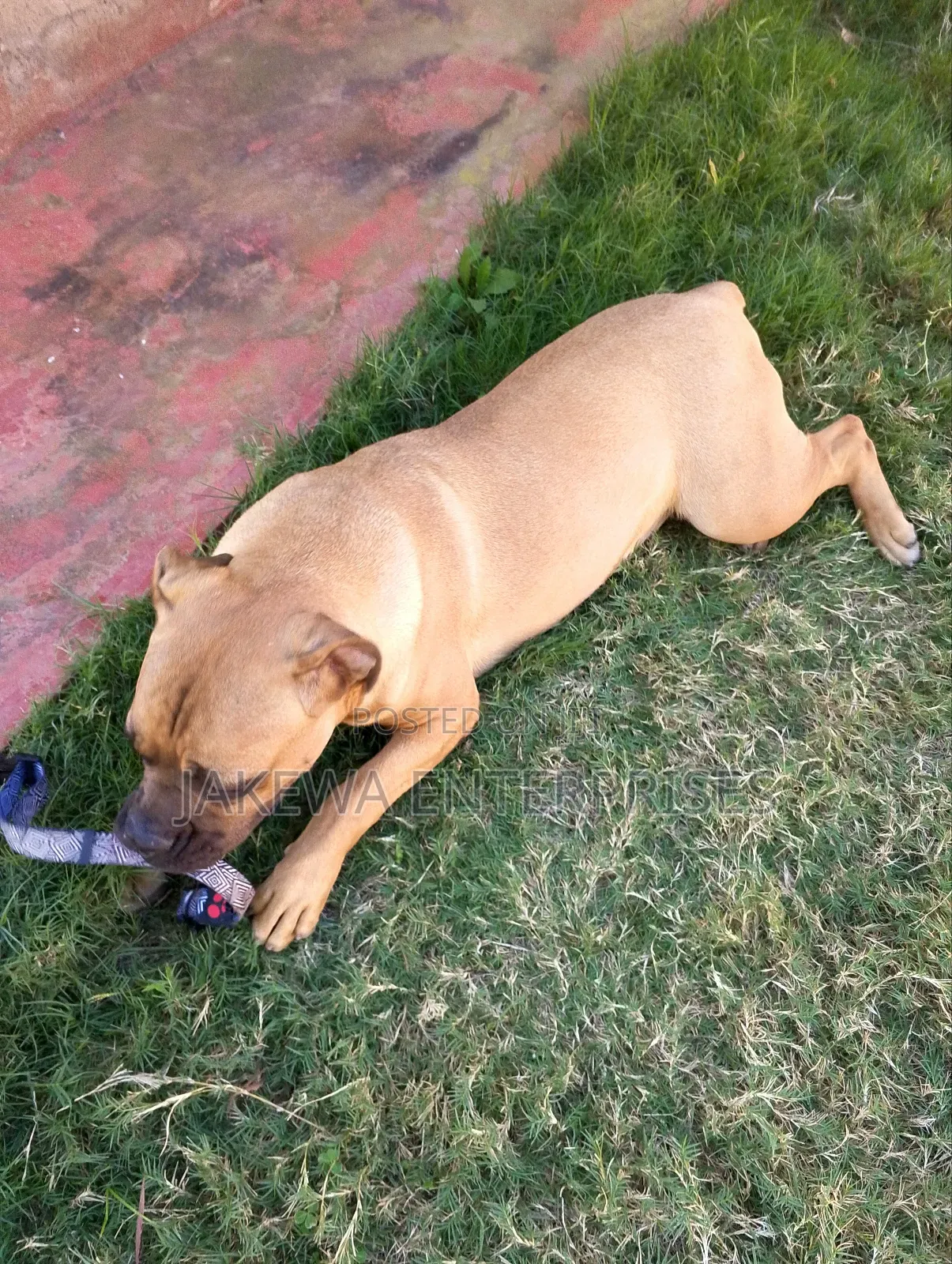 6-12 months Female Purebred Boerboel
