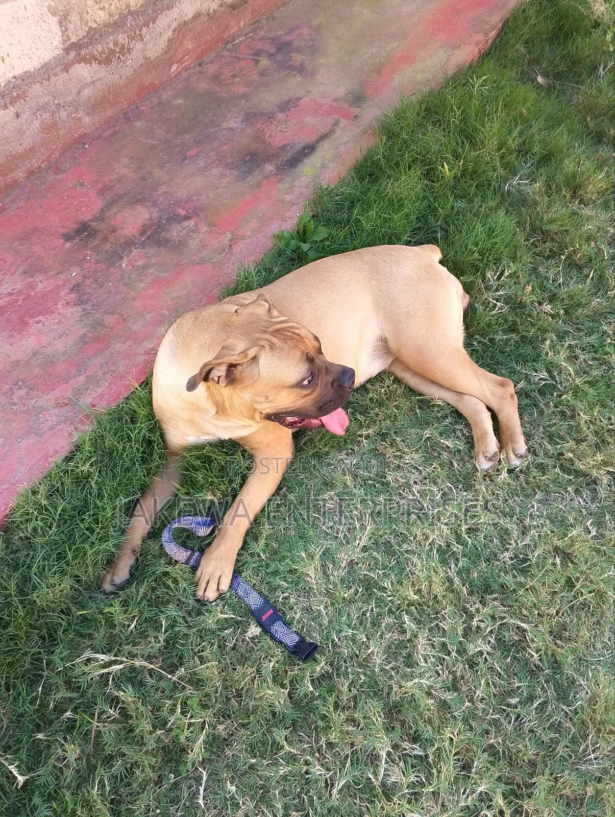 6-12 months Female Purebred Boerboel